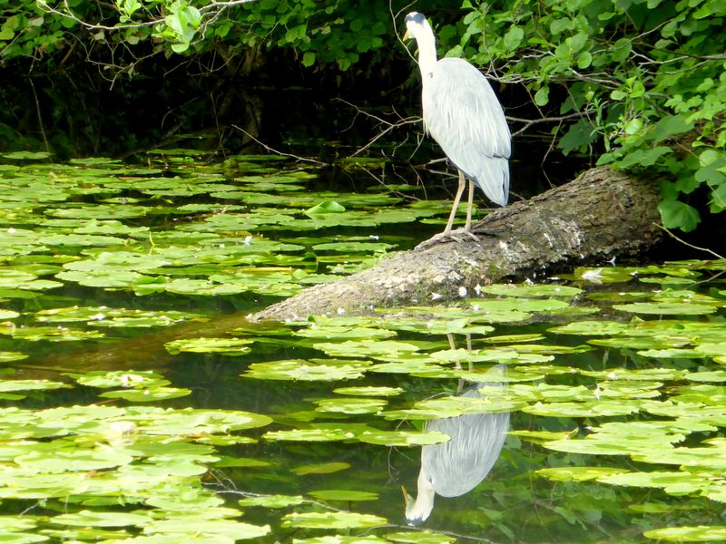 Heron in Disused Glamorgan Canal Nature Reserve, near Tongwynlais