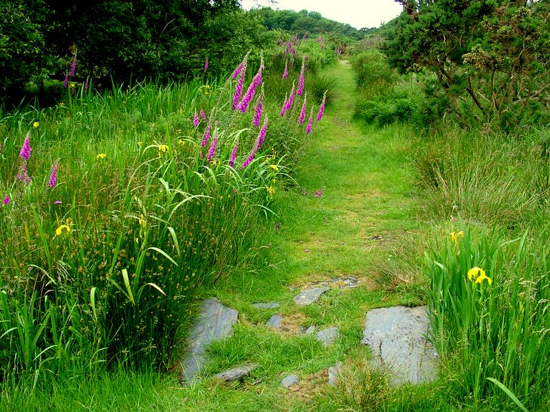 Foxgloves & Water Lillies line path on banks of Mawddach