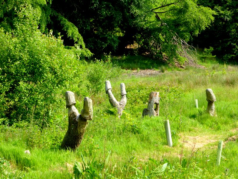Sculptures in Blaen Bran Community Forest