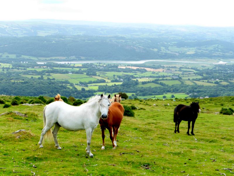 Ponies near Rowen YH overlooking Glan Conwy
