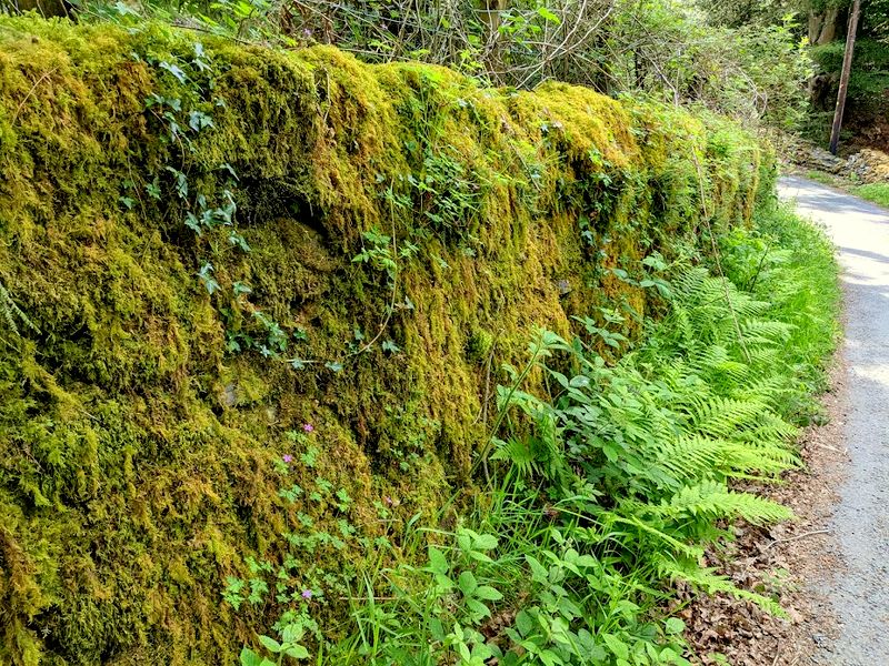Moss covered wall, on lane heading towards Nantmor