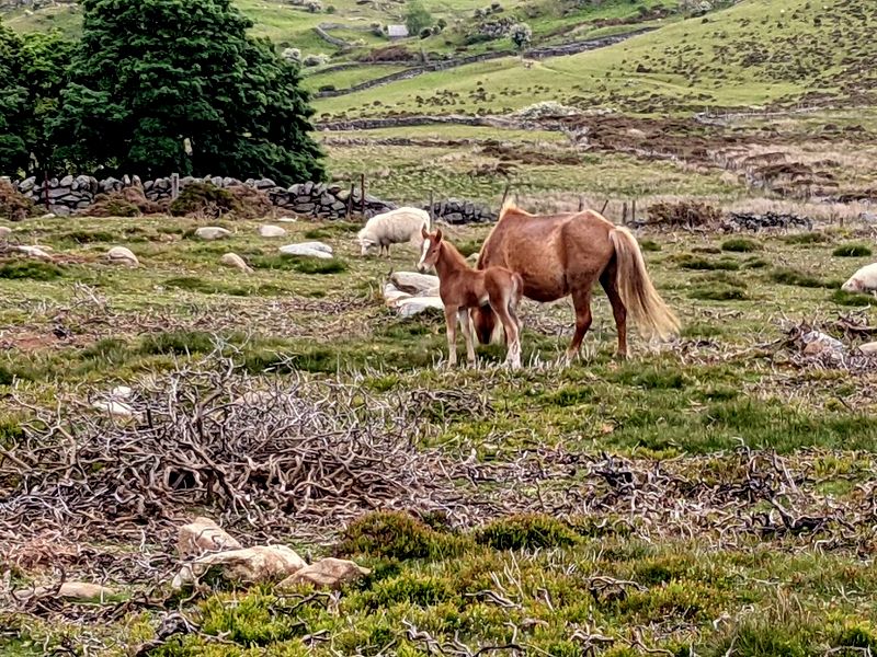 Horses near Maen Penddu