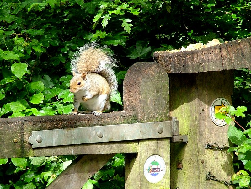 Squirrel by Disused Glamorgan Canal Nature Reserve, near Tongwynlais