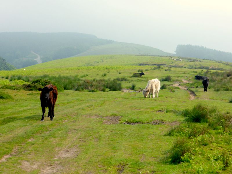 Cattle on Mynydd Henllys