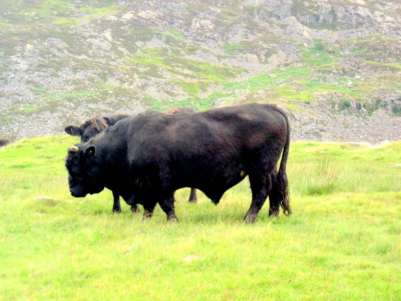 Welsh Black Bulls (Photo Richard Tyler)
