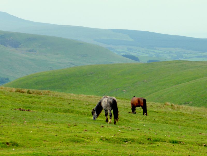 Ponies near Craig Cerrig-gleisiad (Brecon YH route)