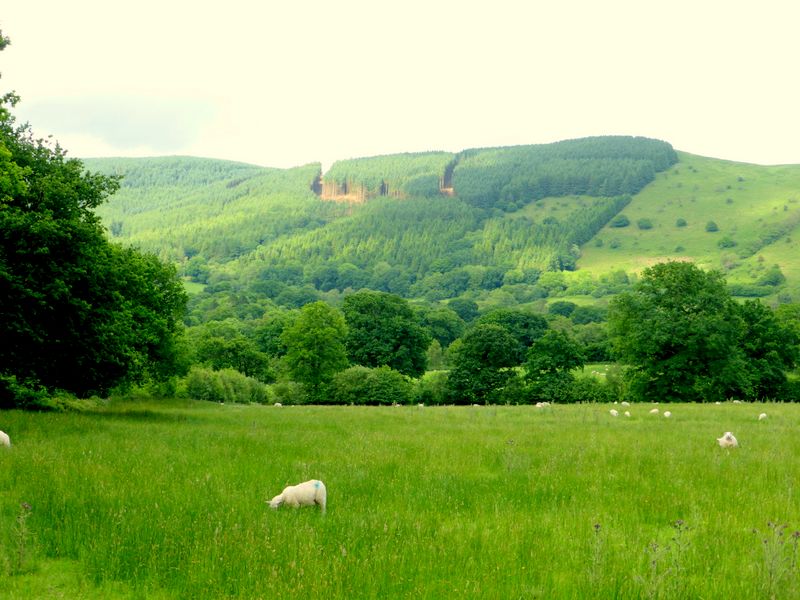 Forests near Rhandirmwyn