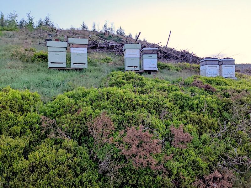Beehives at Gelmast